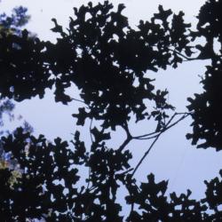 Quercus stellata (post oak), leaves