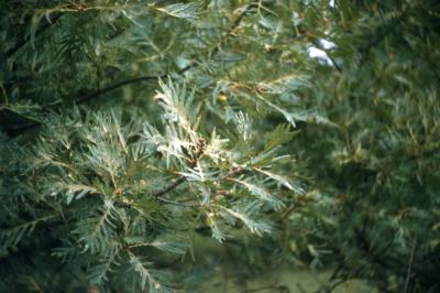 Quercus robur 'Asplenifolia' (Fern-leaved English oak), leaves detail