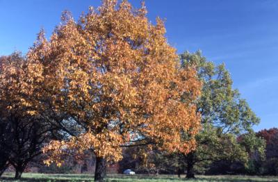 Quercus prinus (chestnut oak), habit, fall