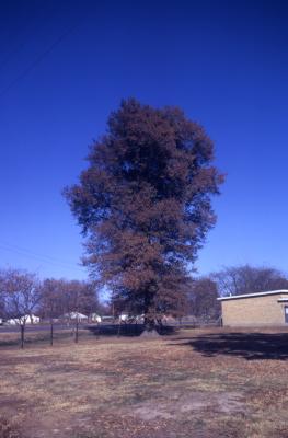 Quercus phellos (willow oak), habit, fall