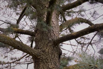 Abies concolor (White Fir), bark, trunk