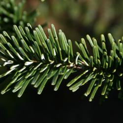 Abies fraseri (Fraser's Fir), leaf, upper surface