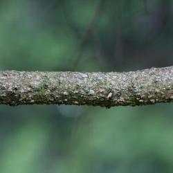 Abies lasiocarpa var. arizonica (Corkbark Fir), bark, branch