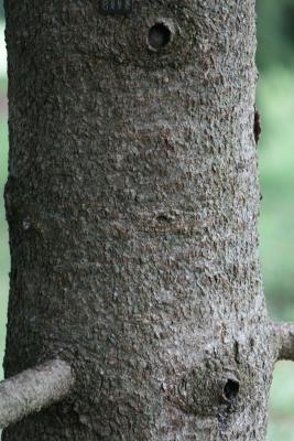 Abies lasiocarpa var. arizonica (Corkbark Fir), bark, mature