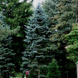 Abies lasiocarpa var. arizonica (Corkbark Fir), habit, summer