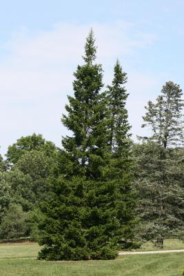 Abies sibirica (Siberian Fir), habit, summer