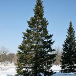 Abies sibirica (Siberian Fir), habit, winter