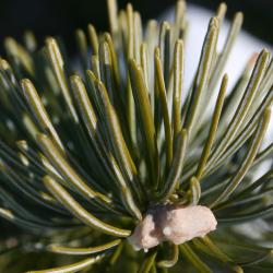 Abies sibirica (Siberian Fir), leaf, lower surface