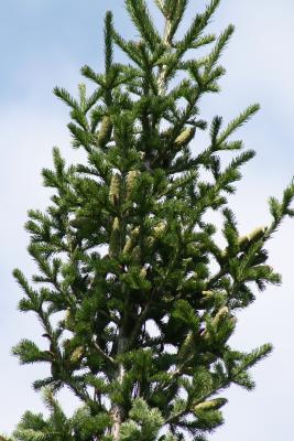 Abies sibirica (Siberian Fir), cone, mature