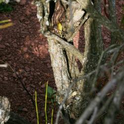Ephedra viridis (Mormon-tea), bark, mature