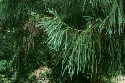 Cryptomeria japonica (Japanese-cedar), habit, summer