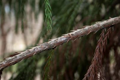 Cryptomeria japonica (Japanese-cedar), bark, twig