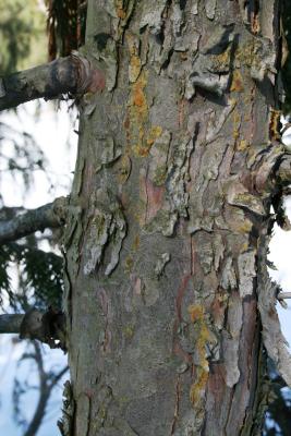 Callitropsis nootkatensis (Alaska-cedar), bark, trunk