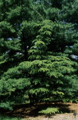 Cedrus libani subsp. stenocoma (Cedar-of-Lebanon), habit, summer