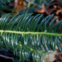 Cephalotaxus harringtonia (Harrington's Plum-yew), habit, fall