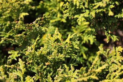 Chamaecyparis pisifera 'Golden Pincushion' (Golden Pincushion Sawara-cypress), leaf, spring