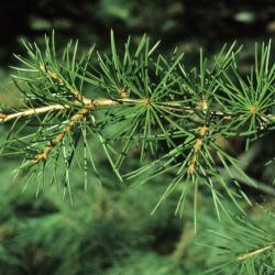 Cedrus libani subsp. stenocoma (Cedar-of-Lebanon), bark, twig