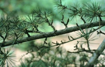 Cedrus libani subsp. stenocoma (Cedar-of-Lebanon), bark, branch