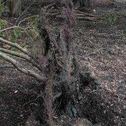 Chamaecyparis obtusa (Hinoki-cypress), roots