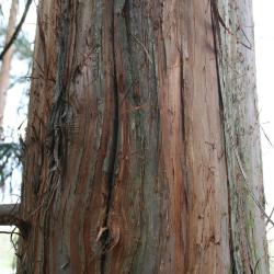 Cryptomeria japonica (Japanese-cedar), bark, trunk