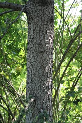 Cedrus libani subsp. stenocoma (Cedar-of-Lebanon), bark, trunk