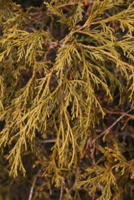 Chamaecyparis pisifera 'Filifera Nana' (Dwarf Thread-leaved Sawara-cypress), leaf, winter