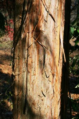 Cryptomeria japonica (Japanese-cedar), bark, mature