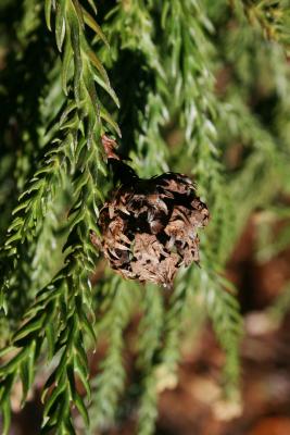 Cryptomeria japonica (Japanese-cedar), cone, mature