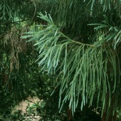 Cryptomeria japonica (Japanese-cedar), habit, summer