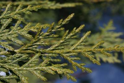 Callitropsis nootkatensis (Alaska-cedar), leaf, winter