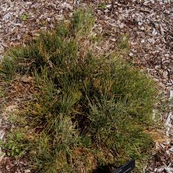 Ephedra gerardiana (Gerard's Joint-fir), habit, summer