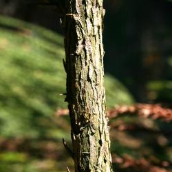 Cryptomeria japonica (Japanese-cedar), bark, branch