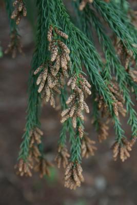 Cryptomeria japonica (Japanese-cedar), cone, pollen