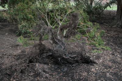 Chamaecyparis obtusa (Hinoki-cypress), roots