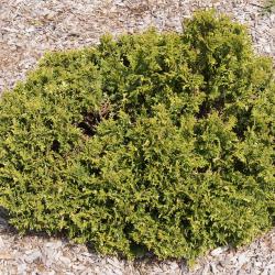 Chamaecyparis pisifera 'Silver Lode' (Silver Lode Sawara-cypress), habit, spring