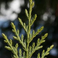Callitropsis nootkatensis (Alaska-cedar), leaf, upper surface