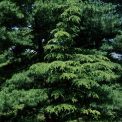 Cedrus libani subsp. stenocoma (Cedar-of-Lebanon), habit, summer