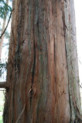 Cryptomeria japonica (Japanese-cedar), bark, trunk