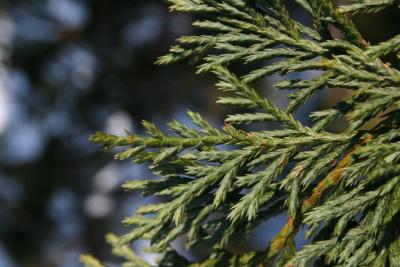 Callitropsis nootkatensis (Alaska-cedar), leaf, winter