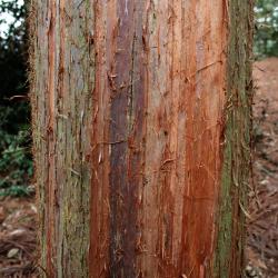 Cryptomeria japonica (Japanese-cedar), bark, mature