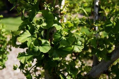Ginkgo biloba 'Spring Grove' (Spring Grove Ginkgo), leaf, spring