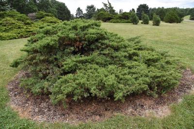 Juniperus ×pfitzeriana 'Kallay's Compact' (Kallay's Compact Pfitzer Juniper), habit, summer