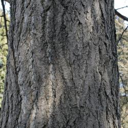 Ginkgo biloba 'Fastigiata' (Upright Ginkgo), bark, trunk