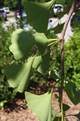 Ginkgo biloba 'Woodstock' (EMPEROR) (EMPEROR™ Ginkgo), leaf, lower surface