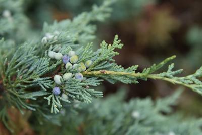 Juniperus 'Hermit' (Hermit Juniper), cone, mature