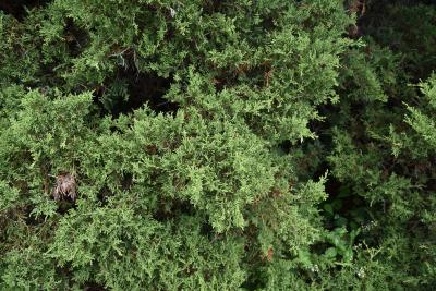 Juniperus ×pfitzeriana 'Armstrongii' (Armstrong Pfitzer Juniper), leaf, summer