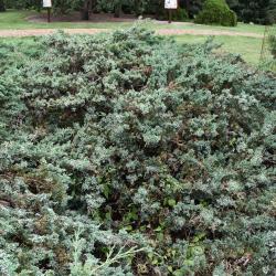 Juniperus 'Hermit' (Hermit Juniper), habit, mature
