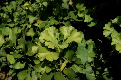 Ginkgo biloba 'Spring Grove' (Spring Grove Ginkgo), leaf, summer