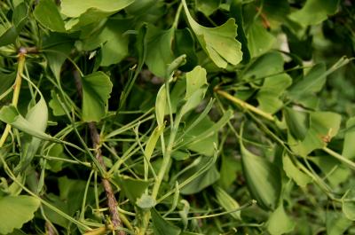 Ginkgo biloba 'Weeping Wonder' (Weeping Wonder Ginkgo), leaf, summer