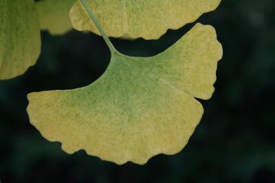 Ginkgo biloba (PRINCETON SENTRY® Ginkgo), leaf, fall